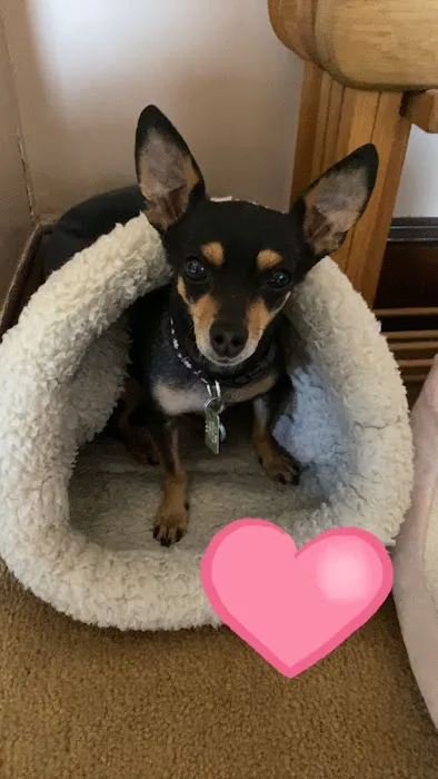 Eclipse Specialty & Emergency Pet Care Picture 10