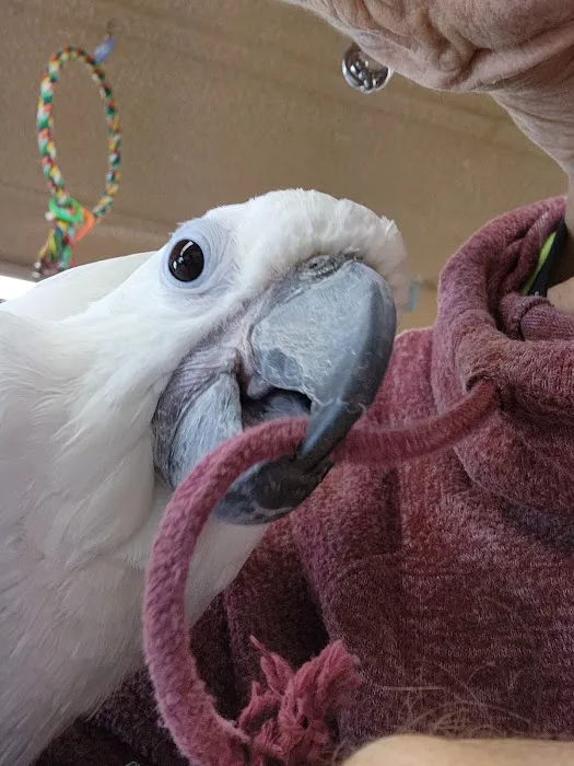 Birds, and Then Some! Picture 10