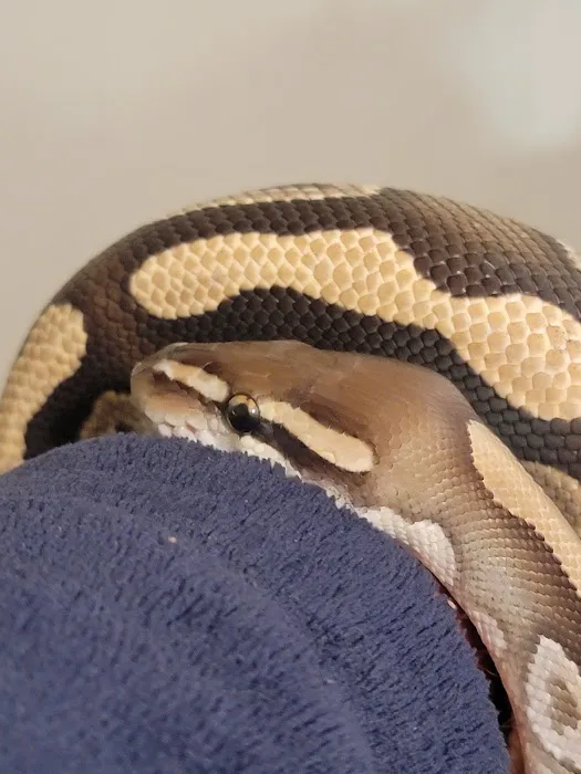 CnB Reptile Picture 2