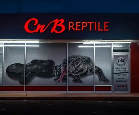 CnB Reptile