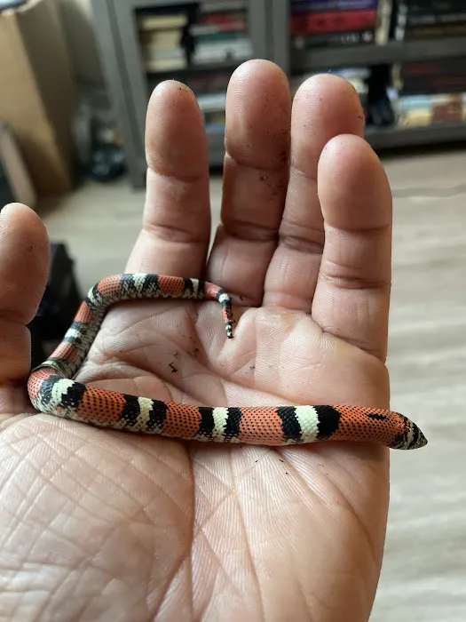 CnB Reptile Picture 4