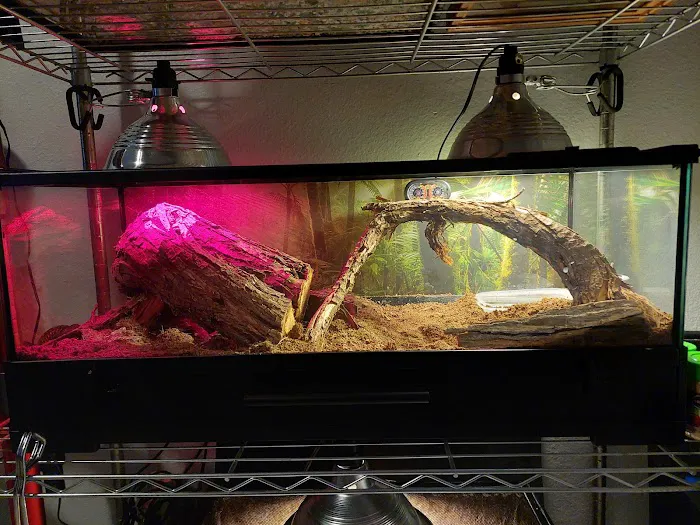 CnB Reptile Picture 7