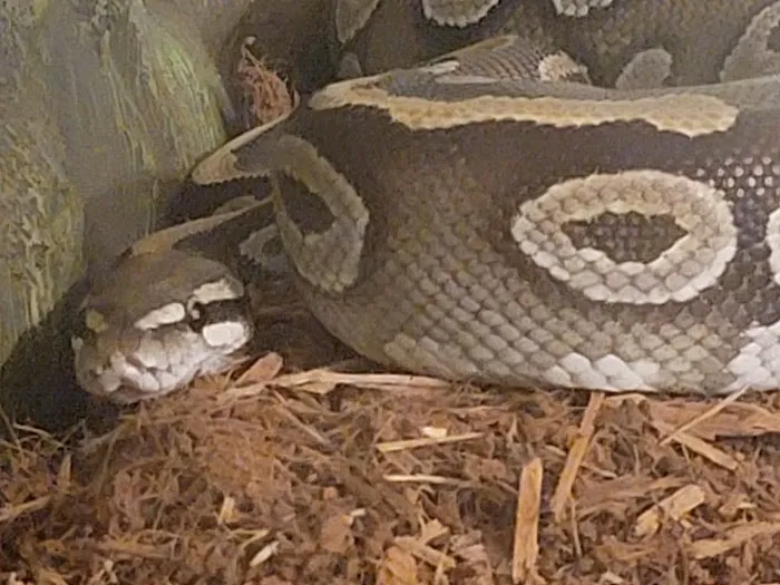 CnB Reptile Picture 8