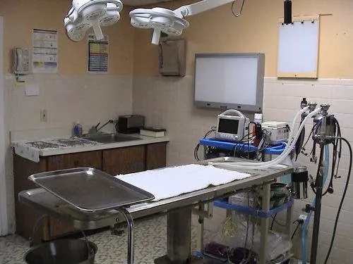 Whippany Veterinary Hospital and Animal Laser Center Picture 2