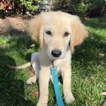 Whippany Veterinary Hospital and Animal Laser Center