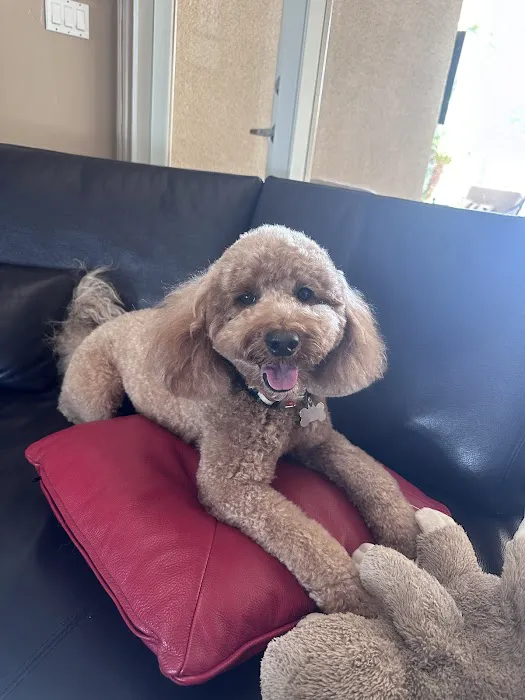Raining Cats & Dogs Grooming Salon Picture 1