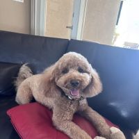 Raining Cats & Dogs Grooming Salon ico