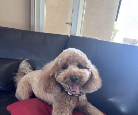 Raining Cats & Dogs Grooming Salon