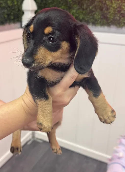 Puppy Time Puppies Picture 5