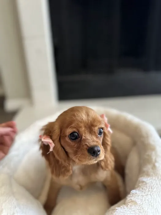 Puppy Time Puppies Picture 2