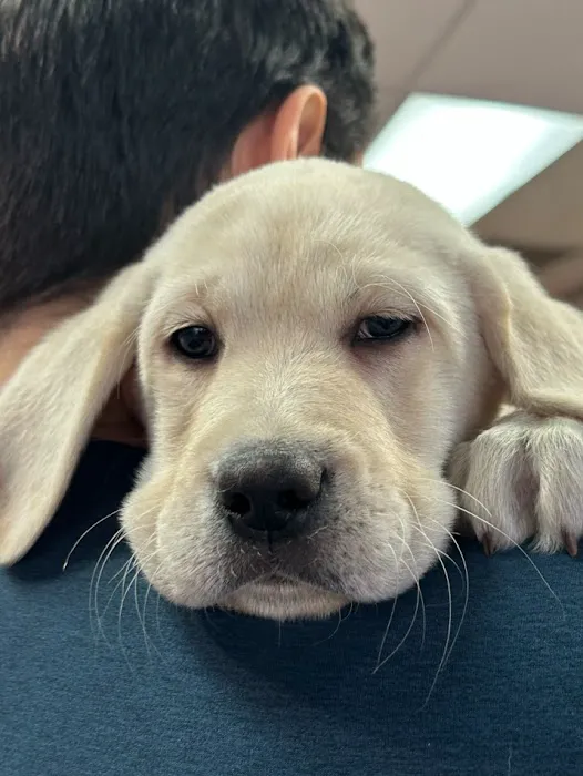 Puppy Time Puppies Picture 4