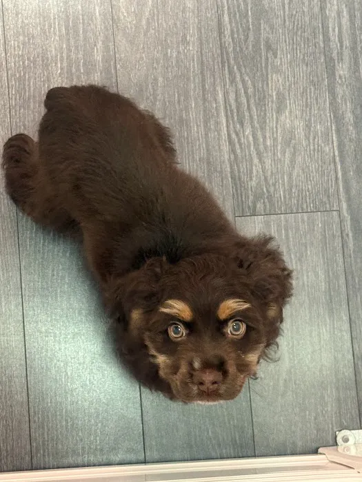 Puppy Time Puppies Picture 6