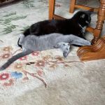 Community Animal Hospital