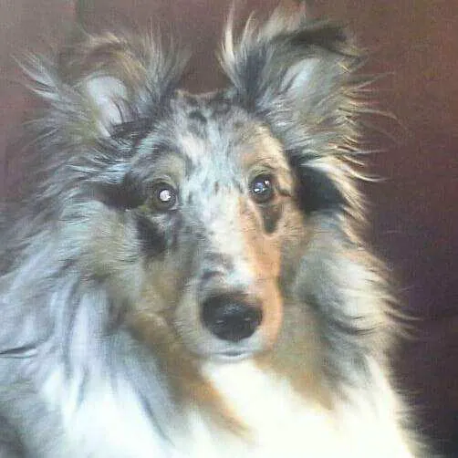 Community Animal Hospital Picture 7