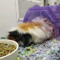 Petco ico