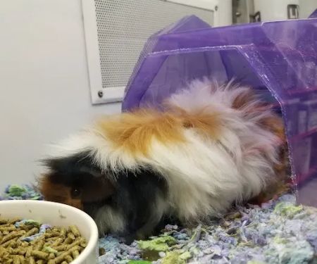 Petco