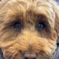 Longevity Veterinary Center ico