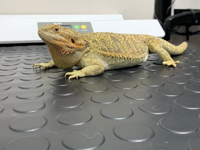 Longevity Veterinary Center Picture 8
