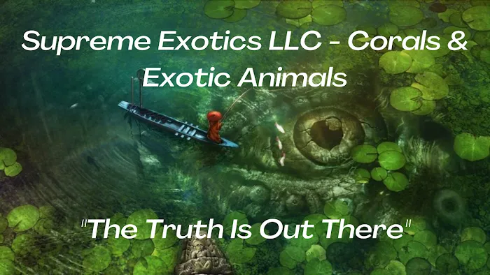 Supreme Exotics LLC - Coral's & Exotic Animal's Reptiles Picture 6