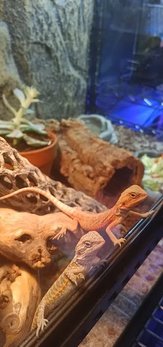 Supreme Exotics LLC - Coral's & Exotic Animal's Reptiles Picture 8