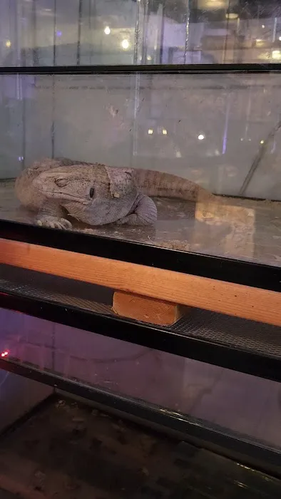 Supreme Exotics LLC - Coral's & Exotic Animal's Reptiles Picture 9