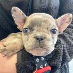 Saint Francis Veterinary Medical Center