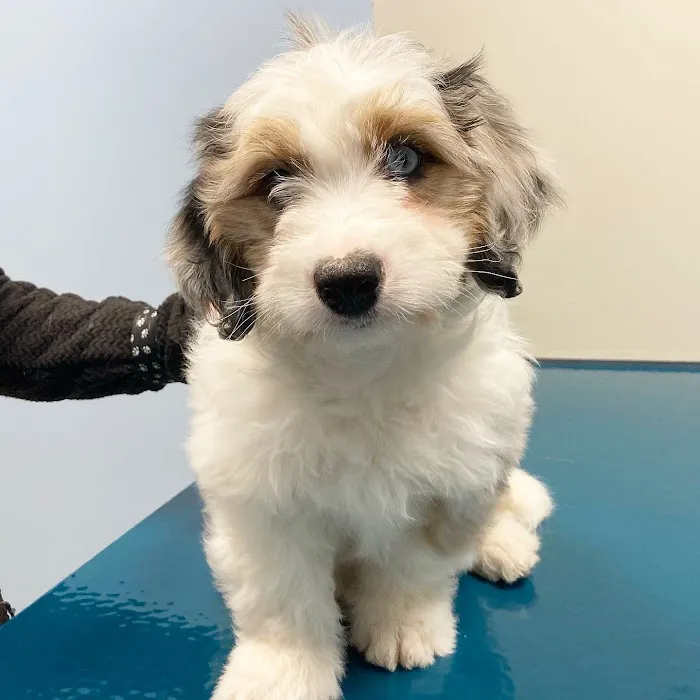 Saint Francis Veterinary Medical Center Picture 2