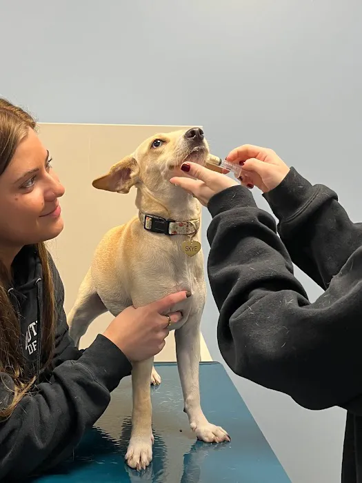 Saint Francis Veterinary Medical Center Picture 8