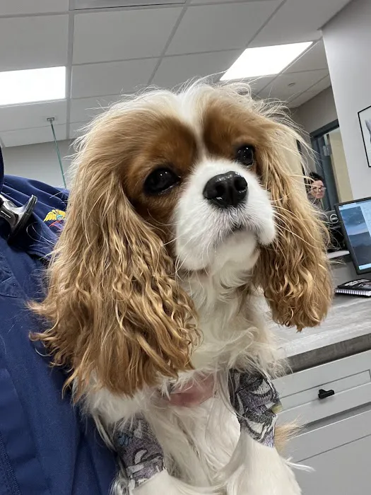 Saint Francis Veterinary Medical Center Picture 9