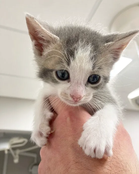 Saint Francis Veterinary Medical Center Picture 10