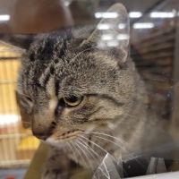 Banfield Pet Hospital ico