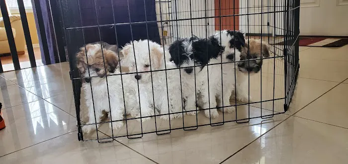 Banfield Pet Hospital Picture 8