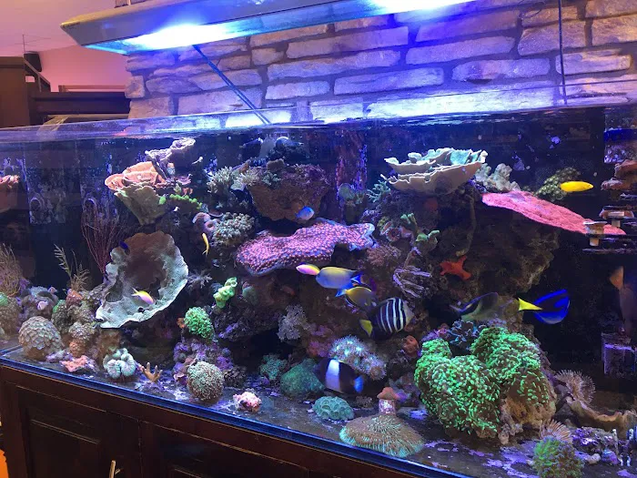 Aquarium Arts Picture 2