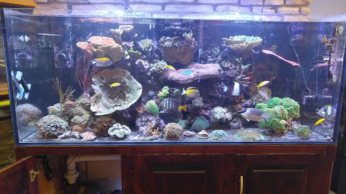 Aquarium Arts Picture 6