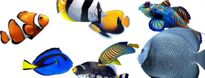 Aquarium Arts Picture 4