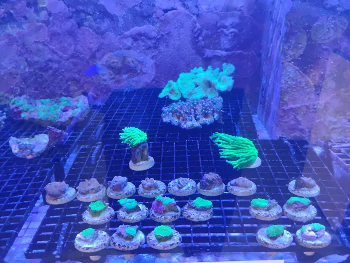 Aquarium Arts Picture 7