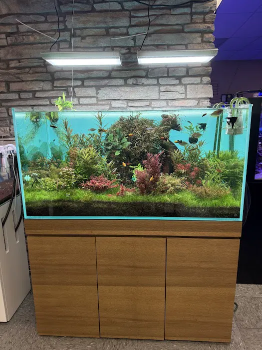 Aquarium Arts Picture 10