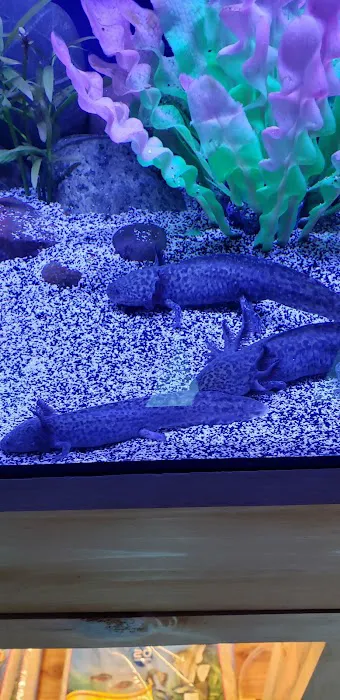 Kona Reef Az - Chandler Picture 10