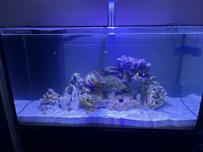 Kona Reef Az - Chandler Picture 7