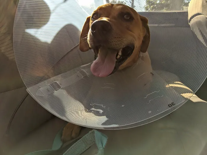 Rockaway Animal Hospital Picture 1