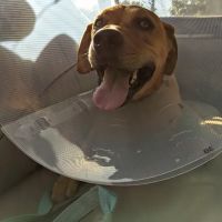 Rockaway Animal Hospital ico