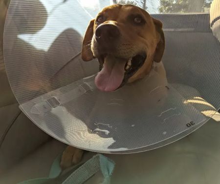 Rockaway Animal Hospital