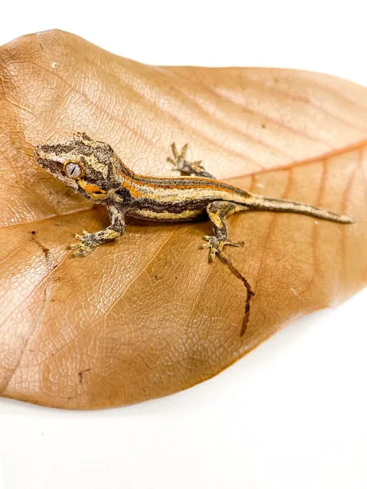 The Reptile Store Picture 7