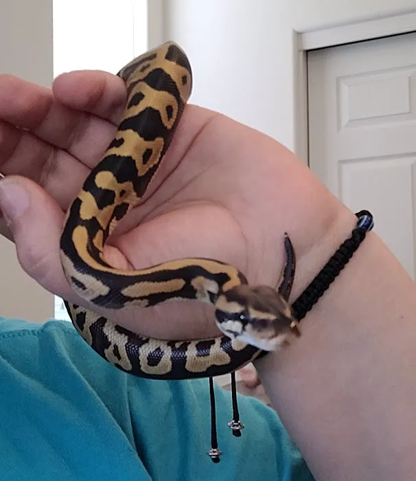 The Reptile Store Picture 10