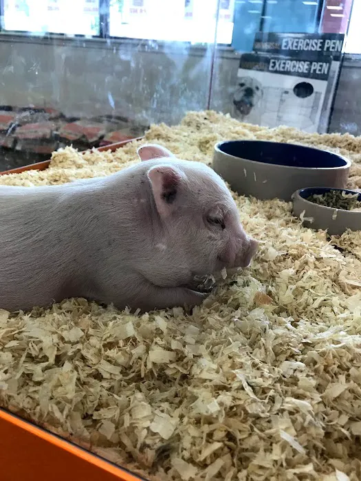 Pratt’s Pets - Mesa Picture 5