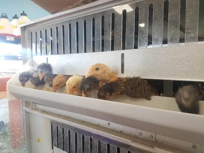 Pratt’s Pets - Mesa Picture 7