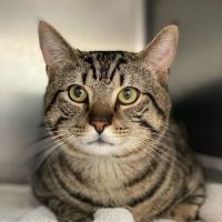 Clark Animal Hospital ico