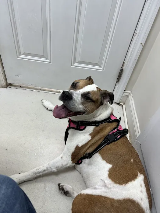 Clark Animal Hospital Picture 7