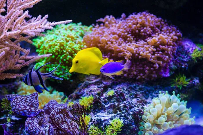 TRUVU Aquariums Picture 6