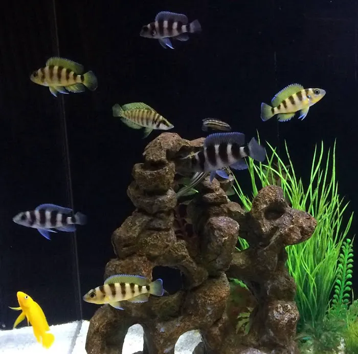 TRUVU Aquariums Picture 9